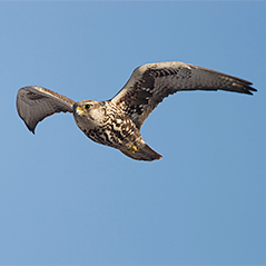 Saker Falcon