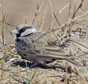 Ashy-crowned Sparrow-lark