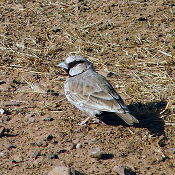 Ashy-crowned Sparrow-lark