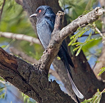 Ashy Drongo