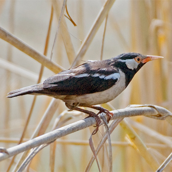 Asian Pied Starling