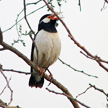 Asian Pied Starling