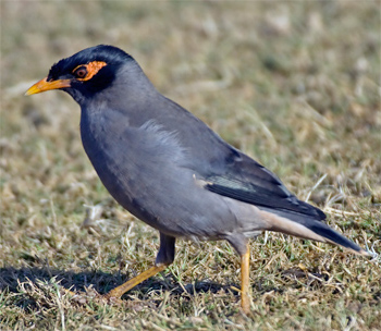 Bank Myna
