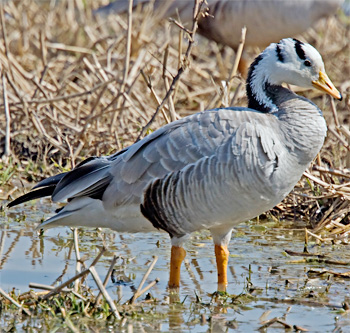 Bar-headed Goose