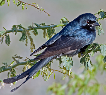 Black Drongo
