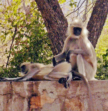 Black-faced Langur