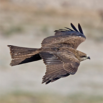 Black(-eared) Kite