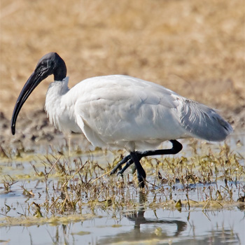 Black-necked Ibis