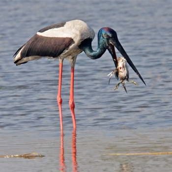 Black-necked Stork
