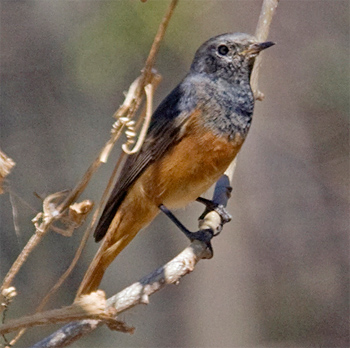Black Redstart