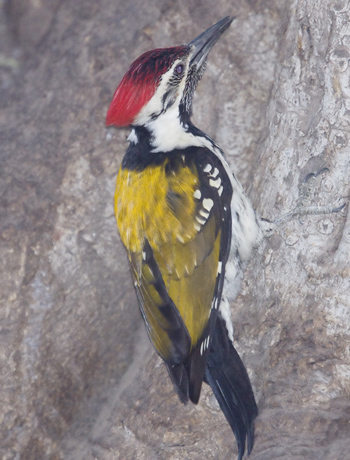 Black-rumped Flameback