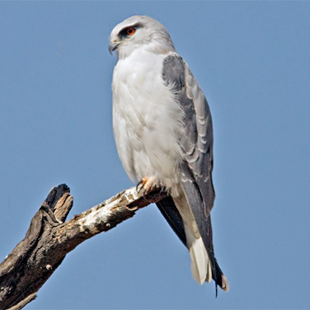 Black-winged Kite