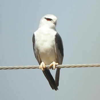 Black-winged Kite