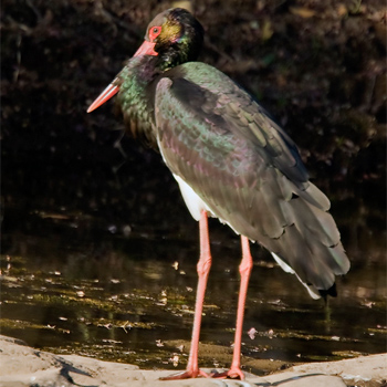 Black Stork