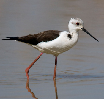 Black-winged Stilt
