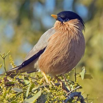 Brahminy Starling