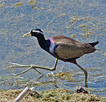 Bronze-winged Jacana