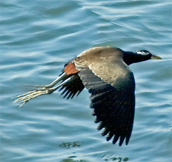 Bronze-winged Jacana