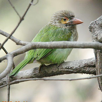 Brown-headed Barbet