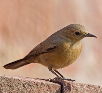 Brown Rock-chat