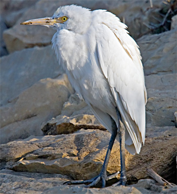 Cattle Egret