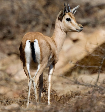 Chinkara