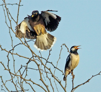 Common Myna and Asian Pied Starling