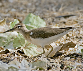 Common Sandpiper