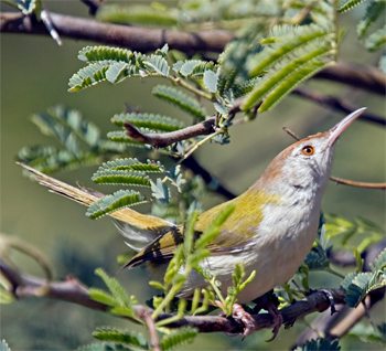 Common Tailorbird