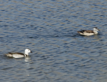 Cotton Pygmy-geese