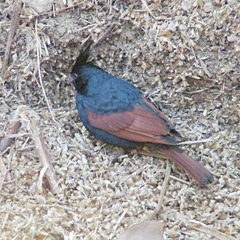 Crested Bunting