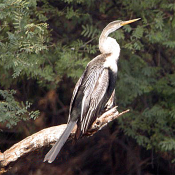 Oriental Darter