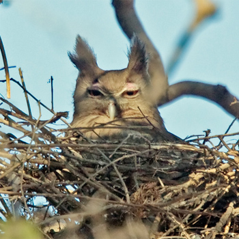 Dusky Eagle-owl