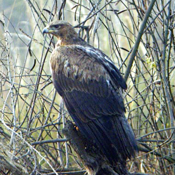 Imperial Eagle