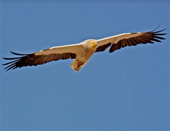 Egyptian Vulture