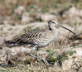 Eurasian Curlew