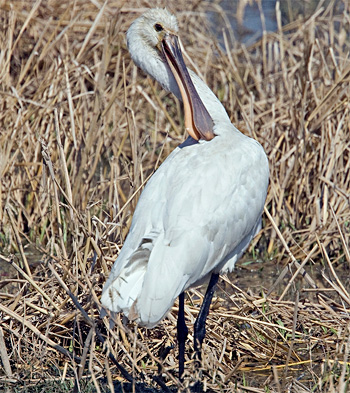 Eurasian Spoonbill