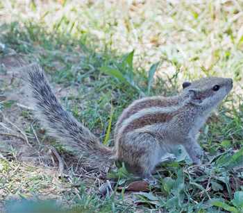 Five-striped Palm Squirrel