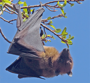 Flying Fox