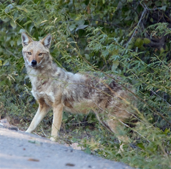 Golden-backed Jackal