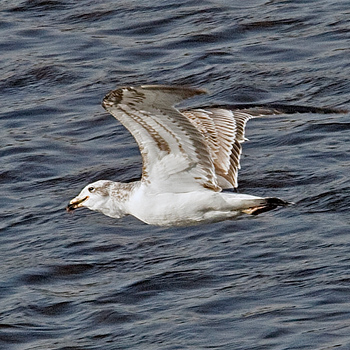 Pallas's Gull