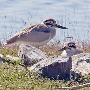 Great Thick-knee