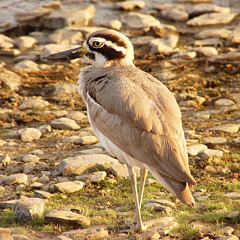 Great Thick-knee