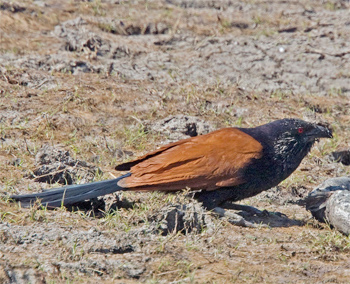 Greater Coucal