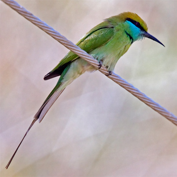 Green Bee-eater