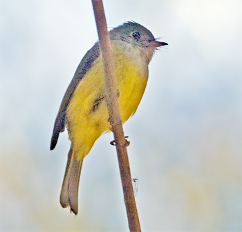 Grey-headed Canary Flycatcher