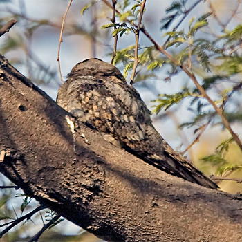 Grey Nightjar