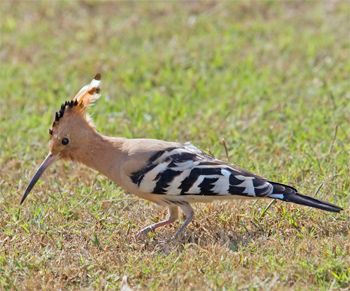 Eurasian Hoopoe