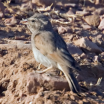 Striolated Bunting