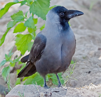 House Crow
